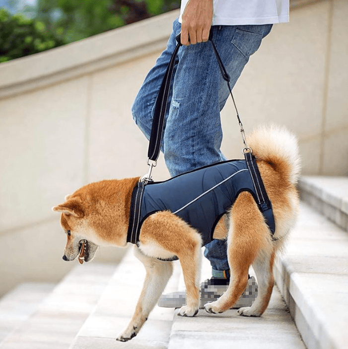 Cinturón auxiliar para perros mayores - Grimpol