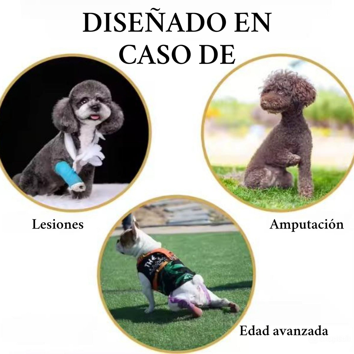 Cinturón auxiliar para perros mayores - Grimpol