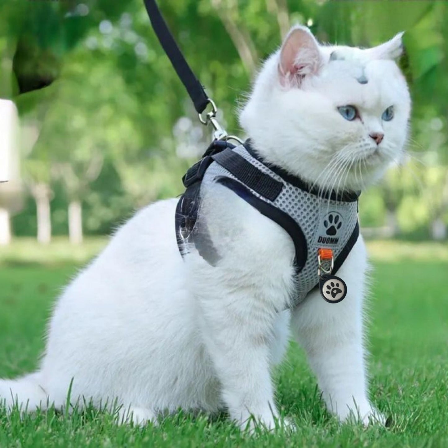 Placa identificativa - Protección diaria para Gatos - Grimpol