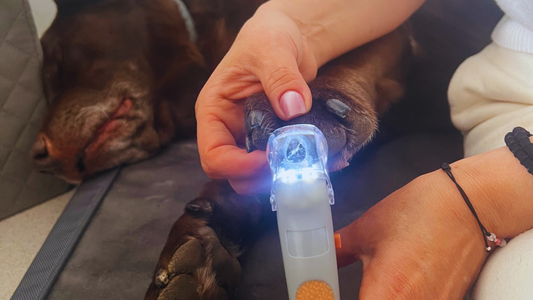 ¿Cómo le corto las garras a mi perro?