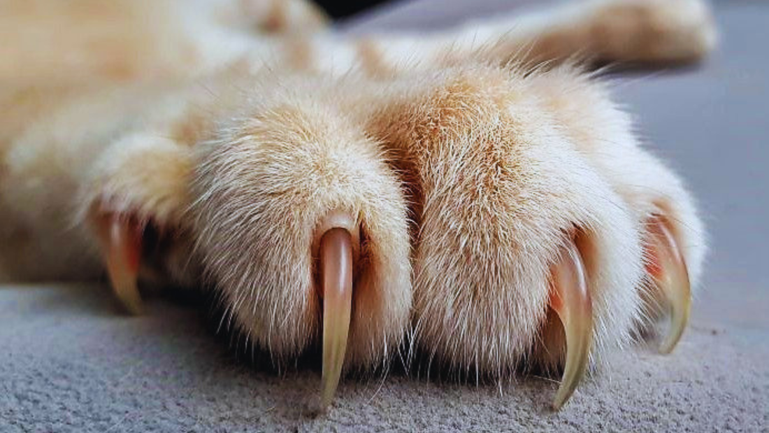 ¿Cómo le corto las garras a mi gato?