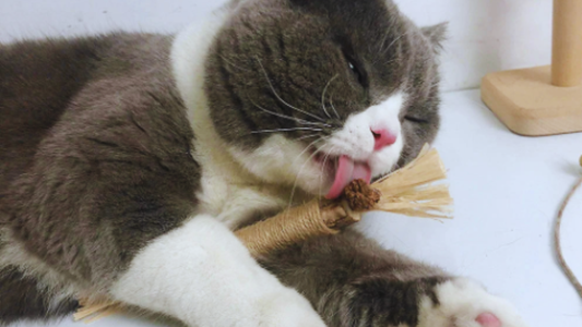 Gatos felices y casa intacta: descubre Silvervine