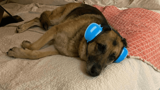 Cómo preparar a tu perro para los fuegos artificiales y ruidos fuertes en donde estes con GRIMPOL - Grimpol