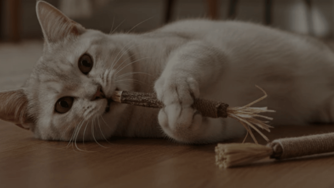 Gatos felices y casa intacta: descubre Silvervine - Grimpol