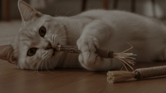 Gatos felices y casa intacta: descubre Silvervine - Grimpol