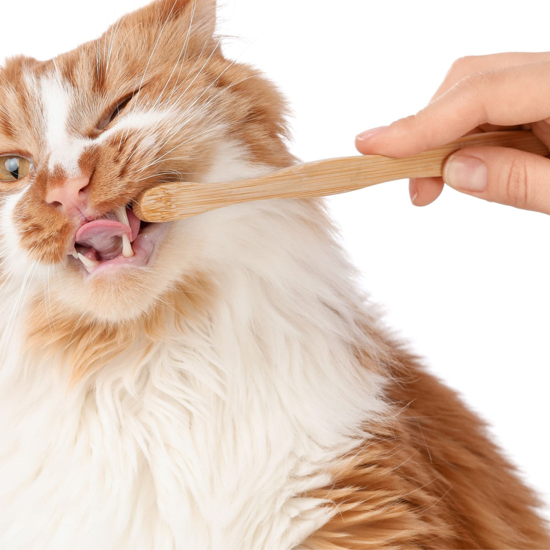Gatos y salud dental: consejos para prevenir enfermedades silenciosas - Grimpol