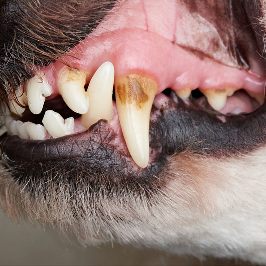 Salud dental en perros: cómo prevenir problemas antes de que sea tarde - Grimpol
