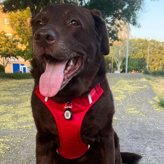 Un arnés mal elegido puede estar lastimando a tu mascota - Grimpol