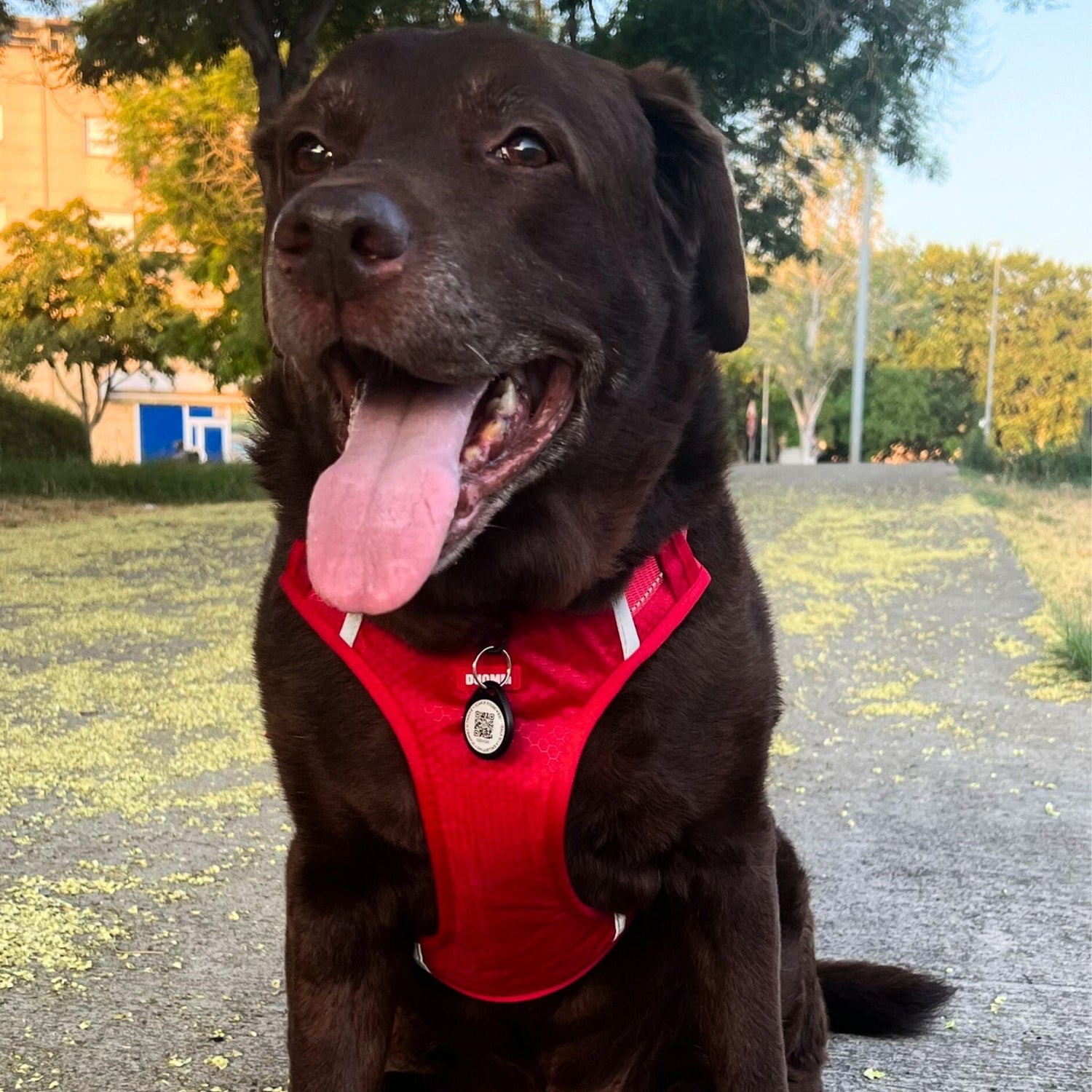 Arnés con Correa y Placa Identificativa - Grimpol