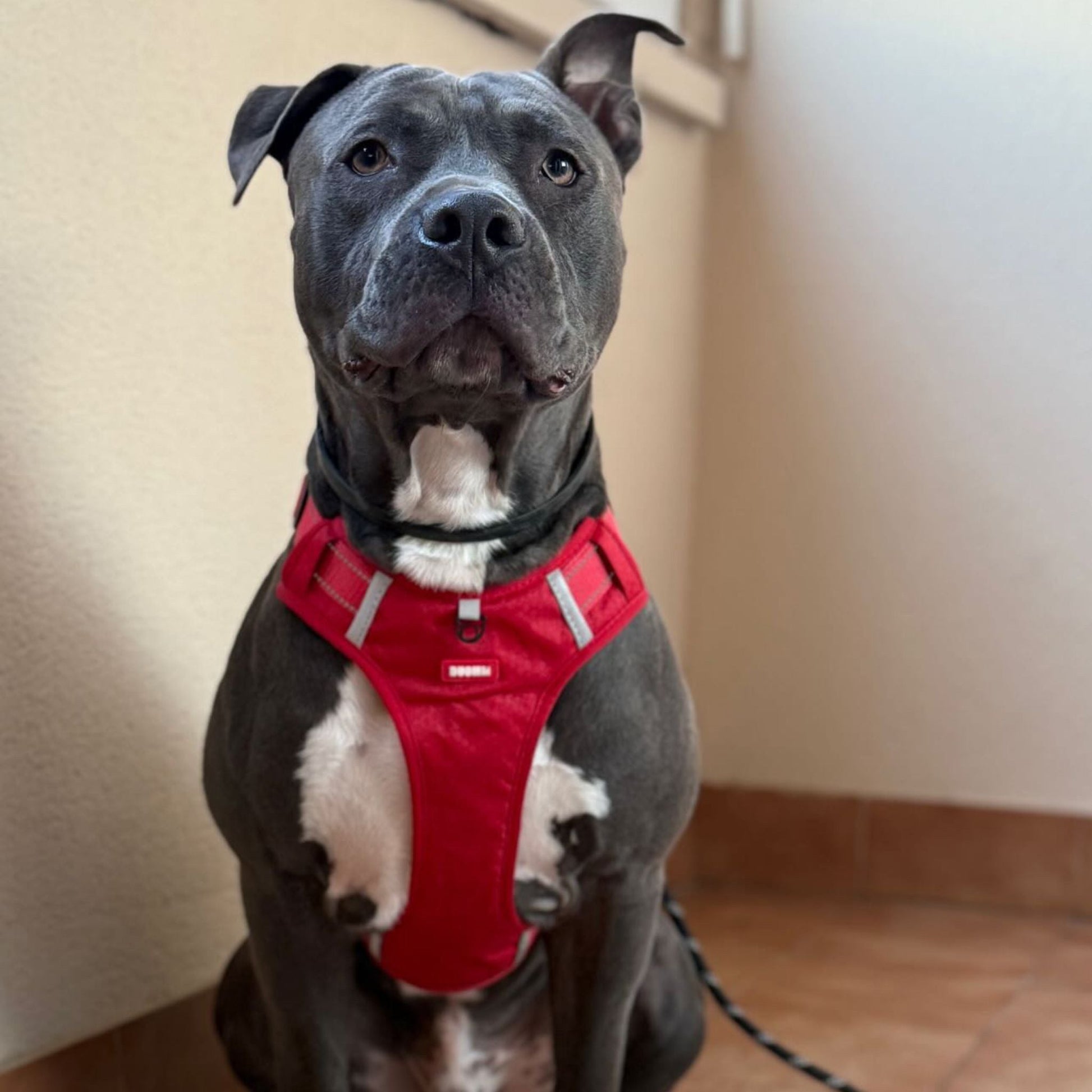 Arnés & Correa de regalo - Grimpol