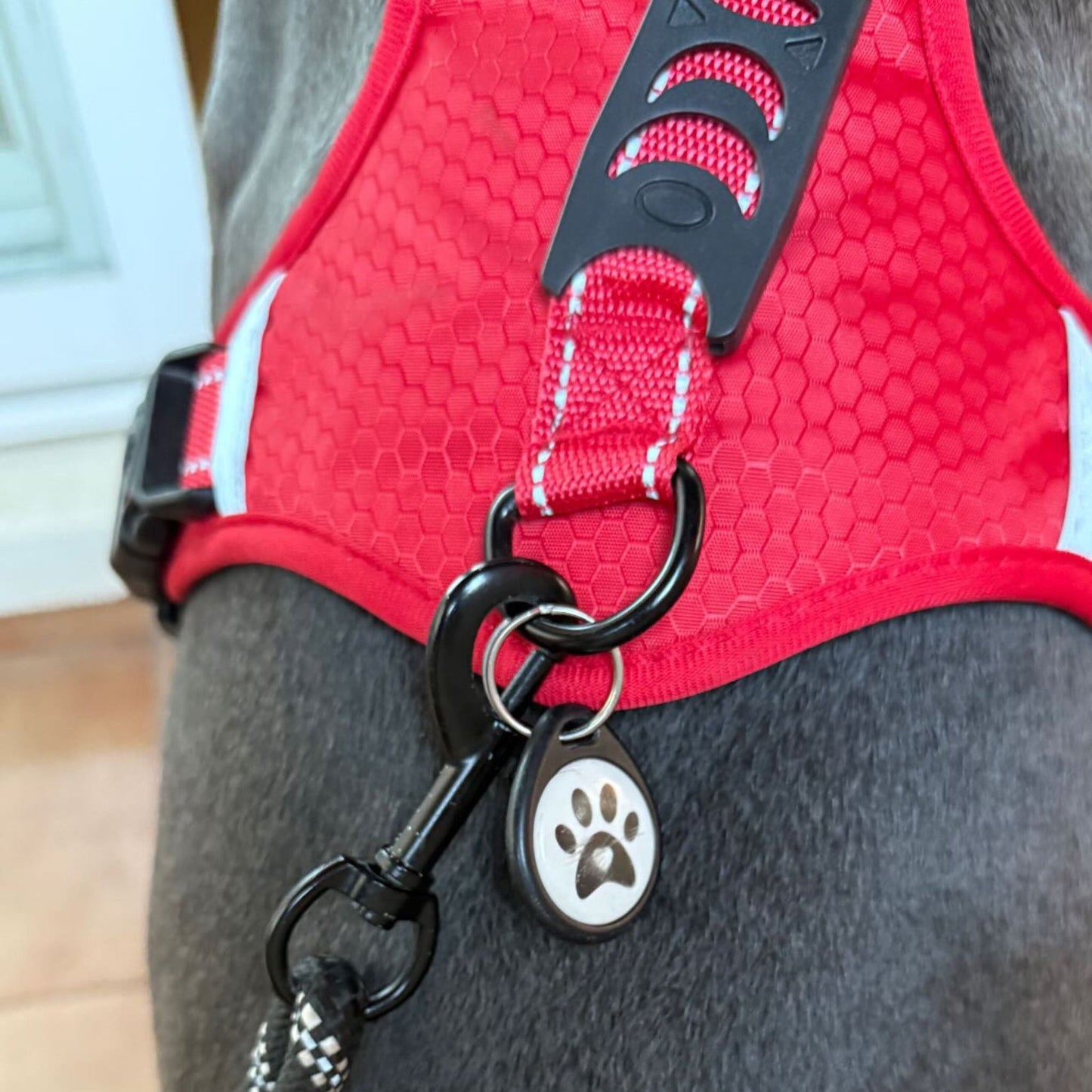 Arnés & Correa de regalo - Grimpol