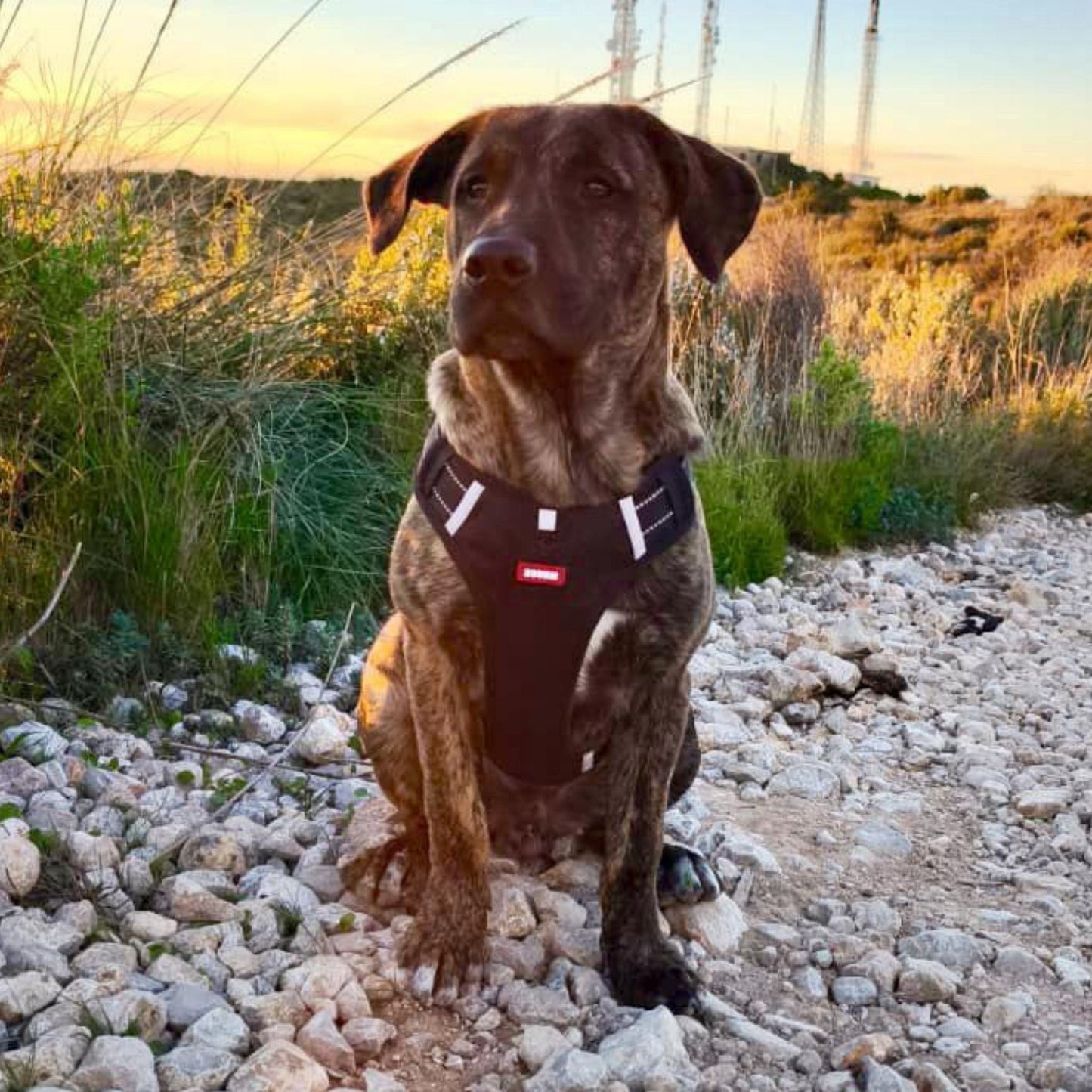 Arnés de Seguridad y Confort - Grimpol - Grimpol