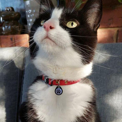 Placa identificativa - Protección diaria para Gatos - Grimpol