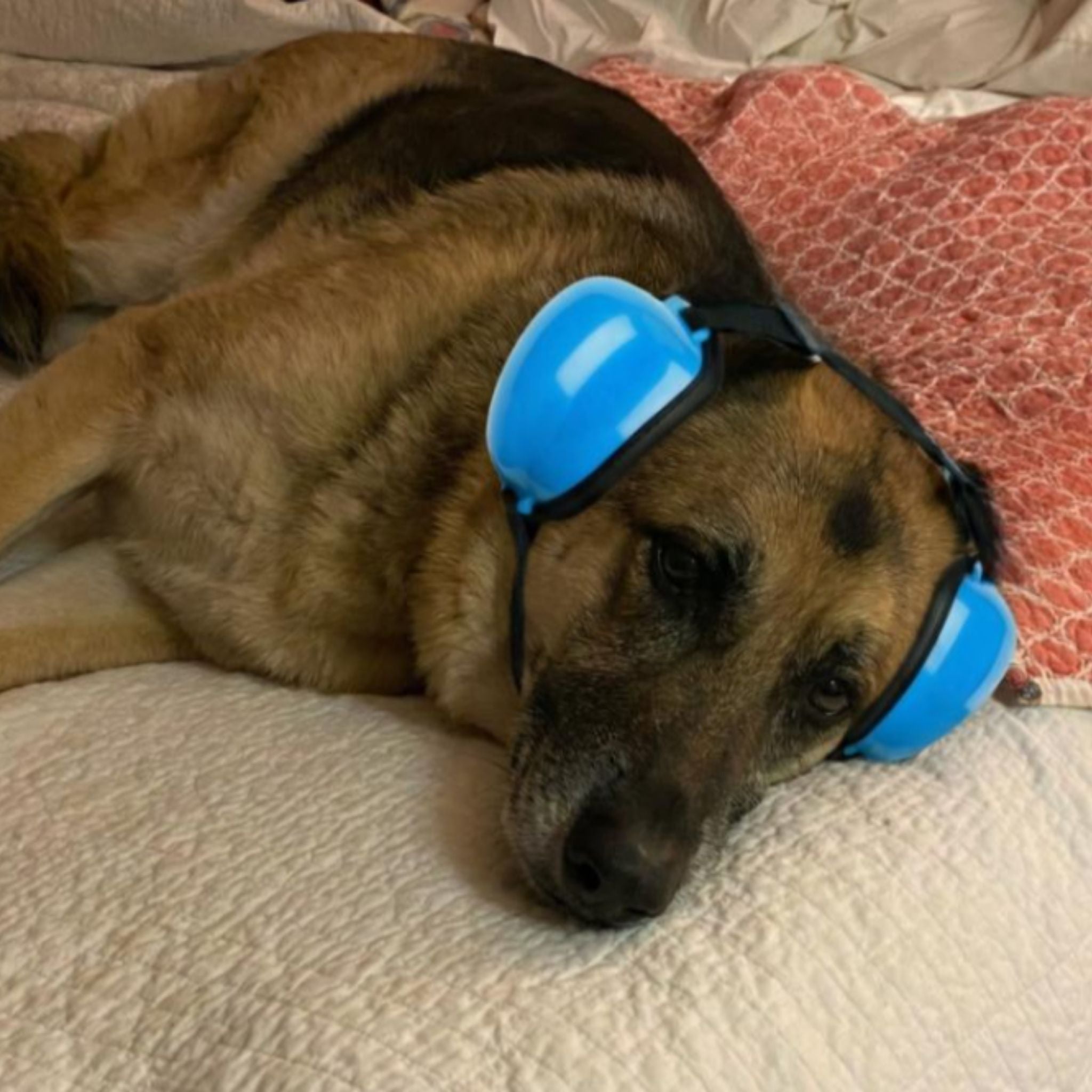 Protege sus oídos - Cancelación de ruido - Grimpol - Grimpol